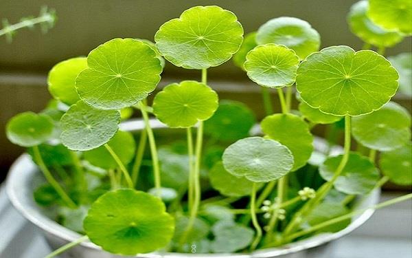 樱草花怎么养殖 养护时有哪些注意事项 樱草花怎么养殖 养护时有哪些注意事项