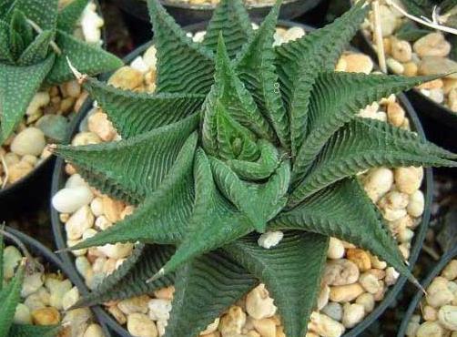 子持莲华黄叶的原因是什么 如何养护能爆盆