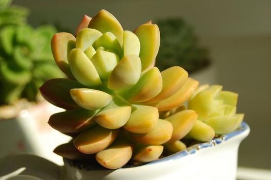 仙人球干瘪萎缩还能复原吗 应该采取什么措施