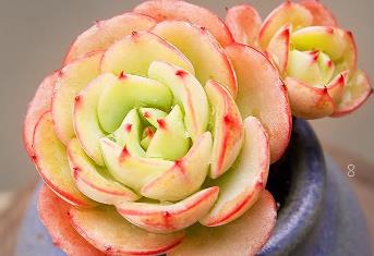 吉娃莲怎么浇水 吉娃莲养护方法介绍 吉娃莲怎么浇水 吉娃莲养护方法介绍