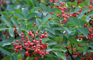 胡椒的高产种植管理技术 胡椒怎么繁殖 胡椒的高产种植管理技术 胡椒怎么繁殖
