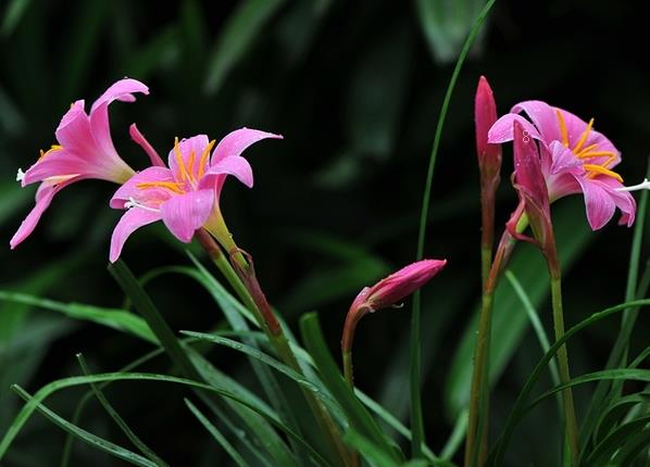 长寿花叶片被虫吃空了怎么办 长寿花的育种方法是什么 长寿花叶片被虫吃空了怎么办 长寿花的育种方法是什么