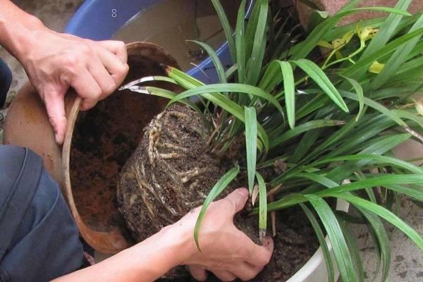 中国水仙都有什么颜色 各色中国水仙图片大全