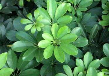 红茶和绿茶的不同之处是什么