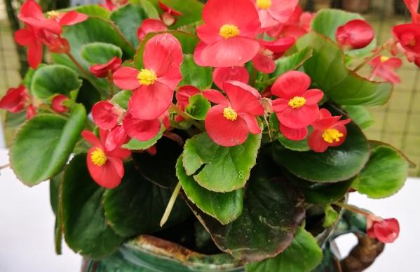 火焰兰有什么功效与作用 使用时有哪些注意事项 火焰兰有什么功效与作用 使用时有哪些注意事项