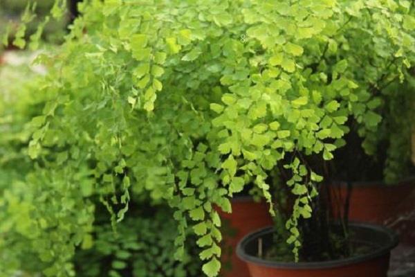 怎样判断兰花缺水 春天多久浇一次水 怎样判断兰花缺水 春天多久浇一次水