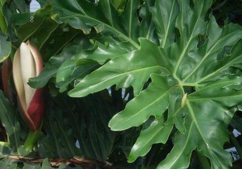 荷包牡丹是牡丹吗 如何进行栽培