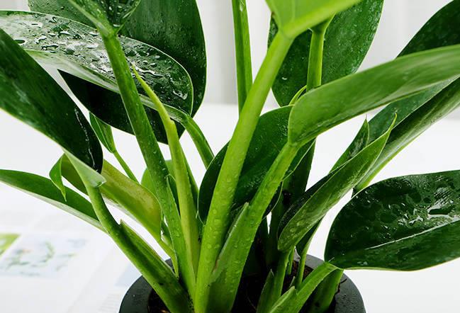 鱼骨令箭荷花如何养殖 养殖时有哪些注意事项