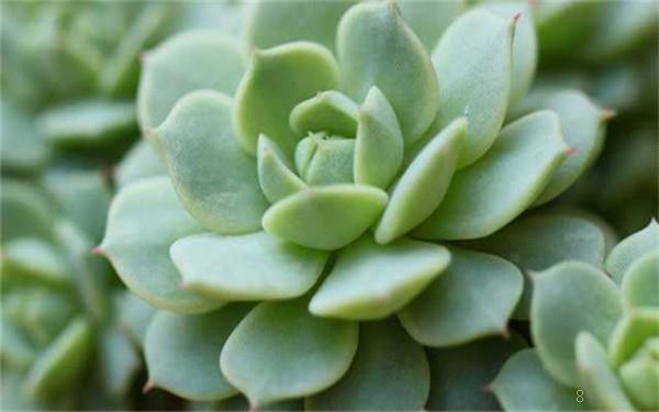 黄丽多肉可以水培吗 养殖技巧有哪些 黄丽多肉可以水培吗 养殖技巧有哪些