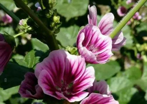 水稻除草剂如何选择 常用除草剂有什么