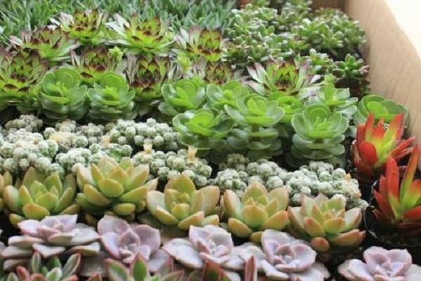 2025年怎样养好多肉植物 多肉的病虫害防治方法
