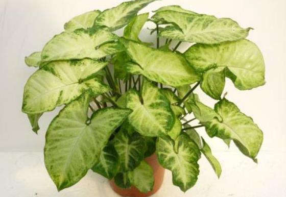 瑞香什么时候修剪好 修剪方法是什么