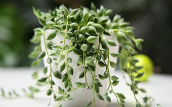 2025年无土养殖多肉需要什么 要怎么换水