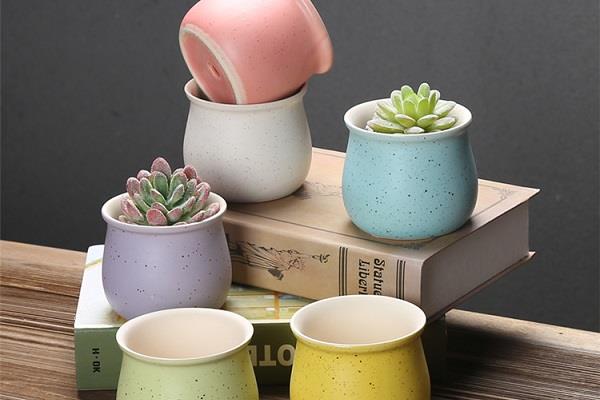 多肉植物可以放卧室吗 多肉的外貌特征 多肉植物可以放卧室吗 多肉的外貌特征