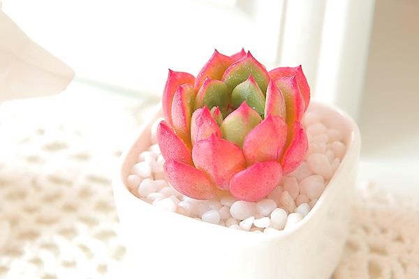 怎样养多肉才好看 需要满足哪些条件 怎样养多肉才好看 需要满足哪些条件