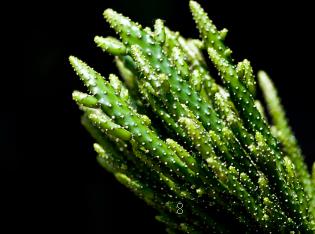 多肉植物怎么养 新手怎么养多肉