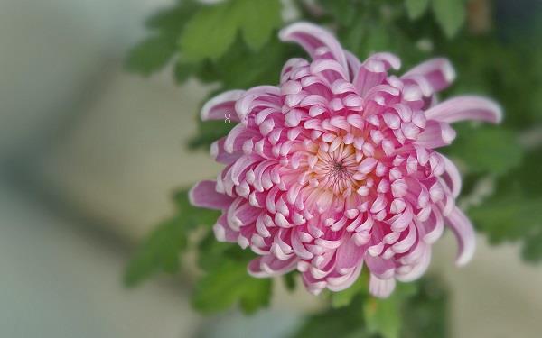 菊花是春季开花吗 菊花有什么寓意 菊花是春季开花吗 菊花有什么寓意