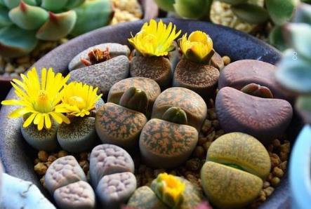 姬秋丽多肉怎么养 浇水要注意什么