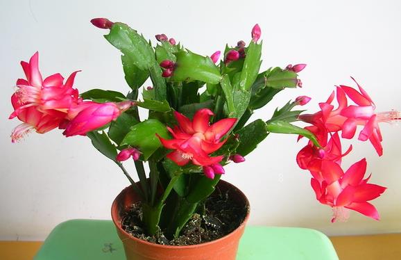 仙人指怎么养护 怎样可以爆盆 仙人指怎么养护 怎样可以爆盆