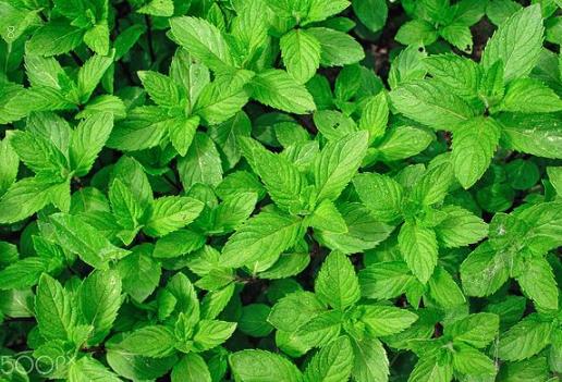 郁金香有毒吗 可以在室内养吗