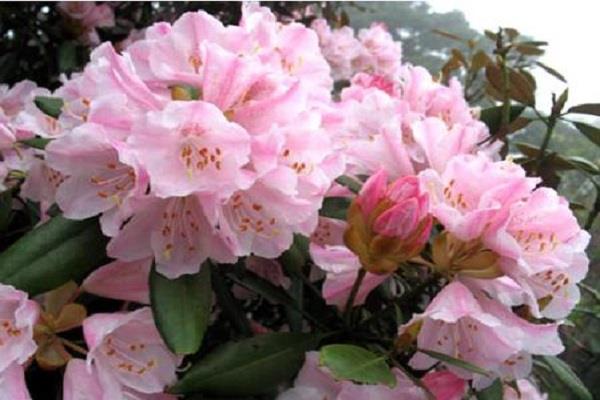 夜来香不开花怎么办 不开花的原因及处理方法