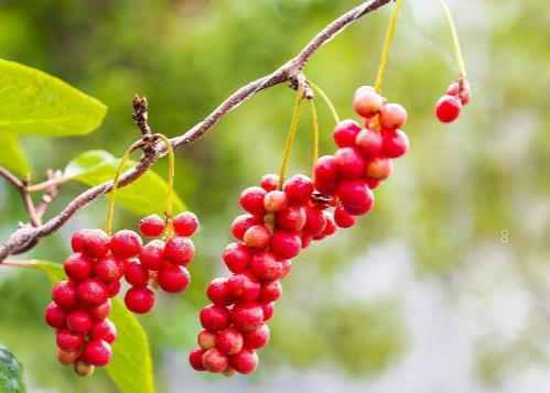 山东省棉花中后期怎么管理 棉花怎么施肥 山东省棉花中后期怎么管理 棉花怎么施肥