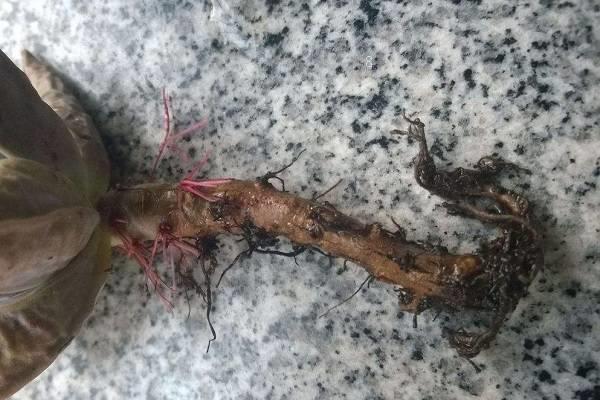 多肉植物防辐射吗 可以吸收甲醛吗 多肉植物防辐射吗 可以吸收甲醛吗