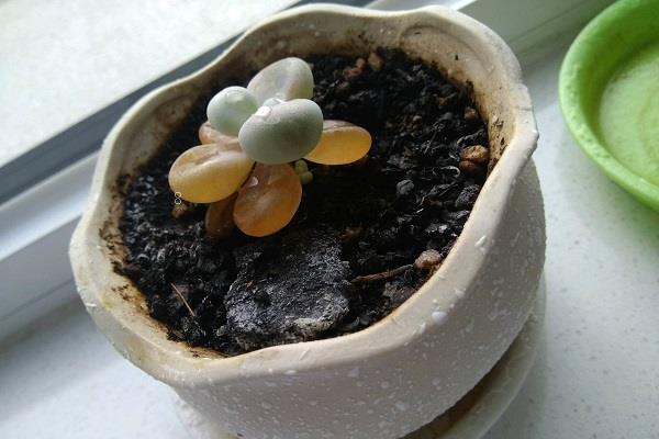 多肉化水的原因是什么 要怎么挽救 多肉化水的原因是什么 要怎么挽救