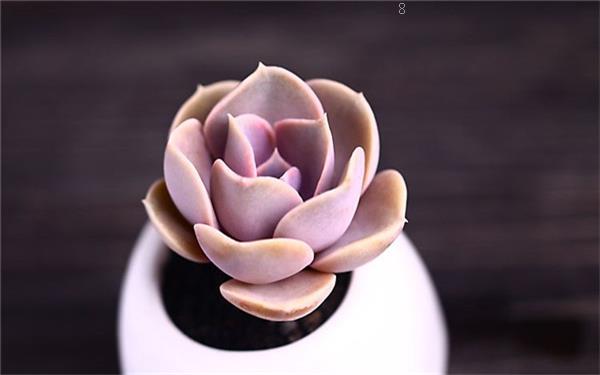 多肉水培叶插怎么取出 有什么方法