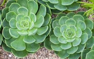 多肉清盛锦的养殖方法 清盛锦日常怎么养护 多肉清盛锦的养殖方法 清盛锦日常怎么养护