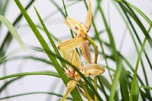 什么花比较好养活 适合新手养护的花卉