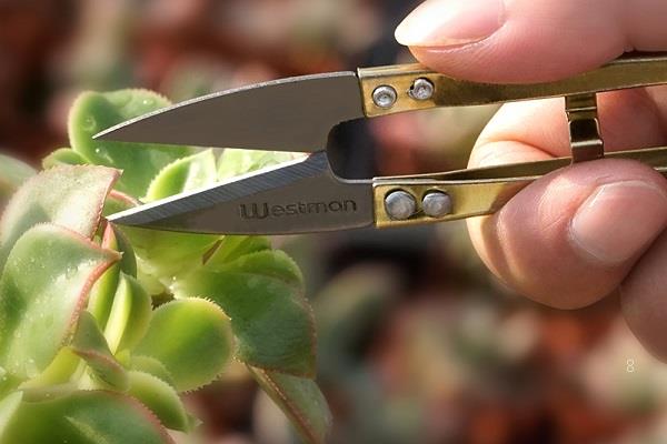 多肉一碰就掉叶子是怎么回事 要如何预防 多肉一碰就掉叶子是怎么回事 要如何预防