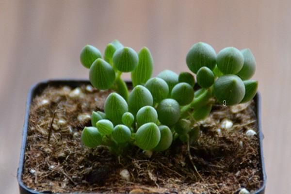 家养盆栽唐扇的养殖方法和注意事项有哪些