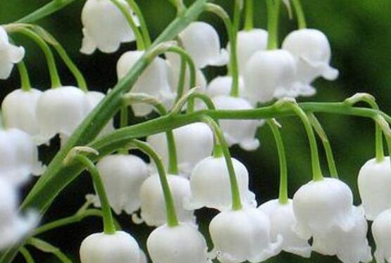 蟹爪兰能晒太阳吗 补充光照的方法是什么