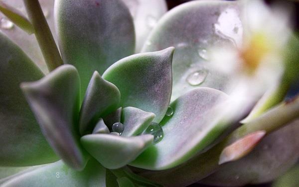 多肉一盆种几株 常用的花盆有几种 多肉一盆种几株 常用的花盆有几种