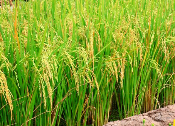 大豆病虫害有哪些 防治药剂是什么