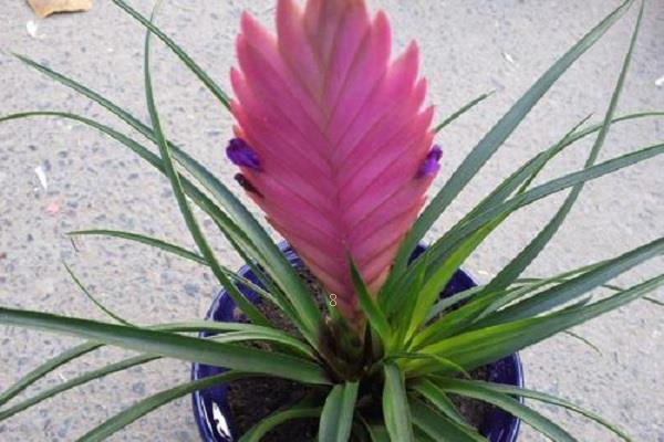 海棠花骨朵不开就掉了是什么原因 海棠花骨朵不开就掉了是什么原因