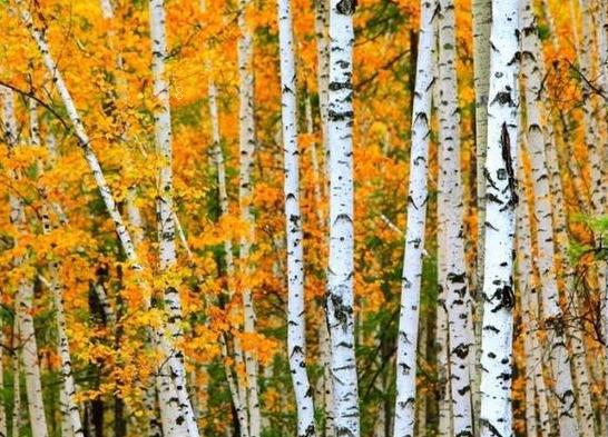 刚买的茉莉怎么移栽成活率高 移栽时应注意什么 刚买的茉莉怎么移栽成活率高 移栽时应注意什么