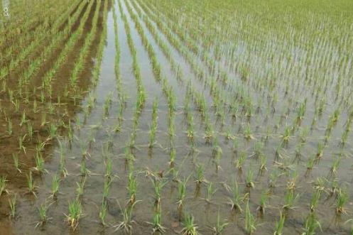 玉米高产的播种方法是什么 有哪些注意事项 玉米高产的播种方法是什么 有哪些注意事项