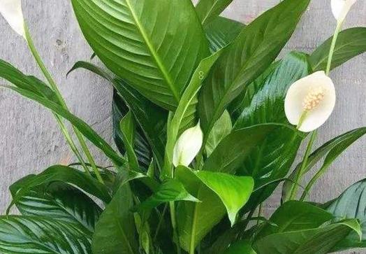 西红柿叶子打蔫是什么原因 如何处理