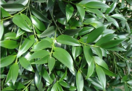 茶花树枯死如何补救 养护时应注意些什么