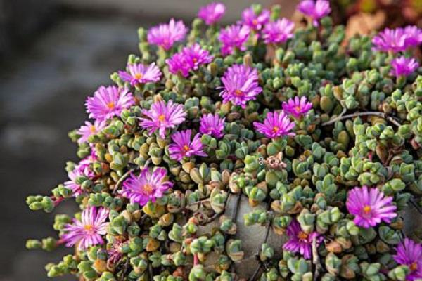 夏天多肉浇水原则有哪些 具体需要怎么做