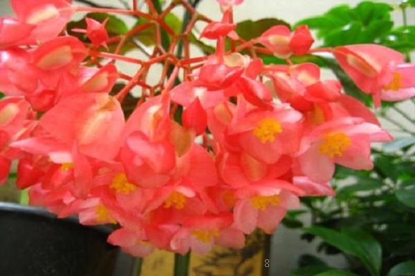 亚洲百合和东方百合的区别主要有哪些