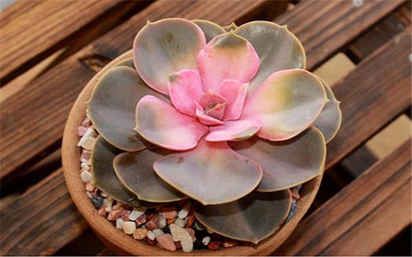 黄丽多肉可以水培吗 养殖技巧有哪些 黄丽多肉可以水培吗 养殖技巧有哪些