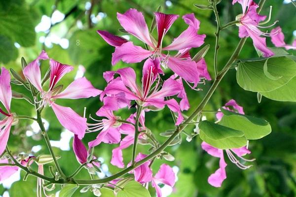 家养吉普赛满天星怎么养 有哪些注意事项 家养吉普赛满天星怎么养 有哪些注意事项