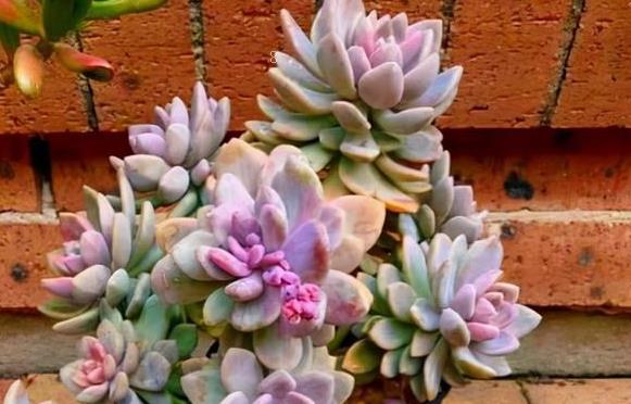 多肉香槟如何养殖 养殖时有哪些注意事项