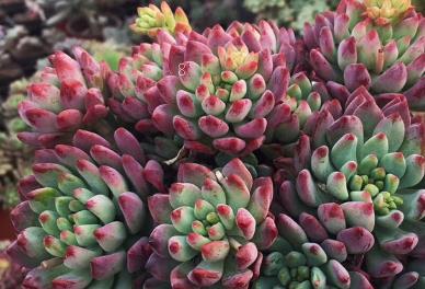 玉露多肉的养法 玉露生长养护方法