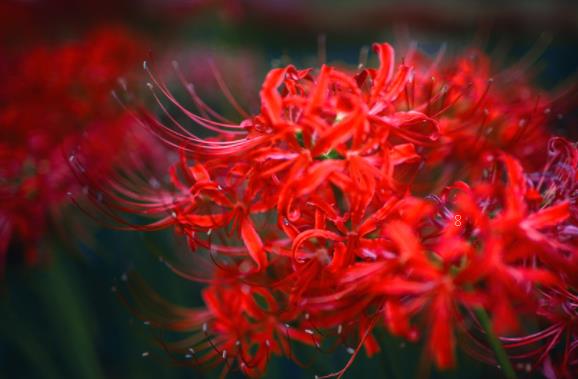 常春藤的养殖方法 修剪技巧总结