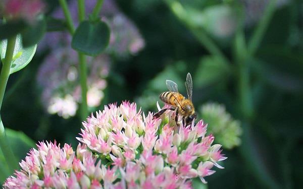 薄荷的养殖方法有什么 怎样养长得好