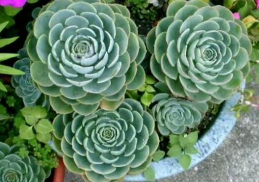 绯花玉如何养殖才能出小球 注意事项有哪些